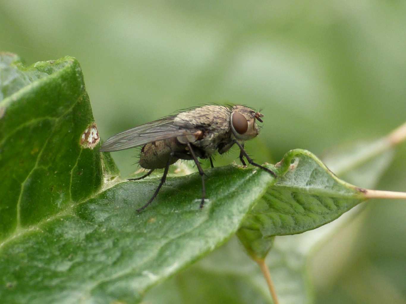 Dittero su cardo: femmina di Pollenia